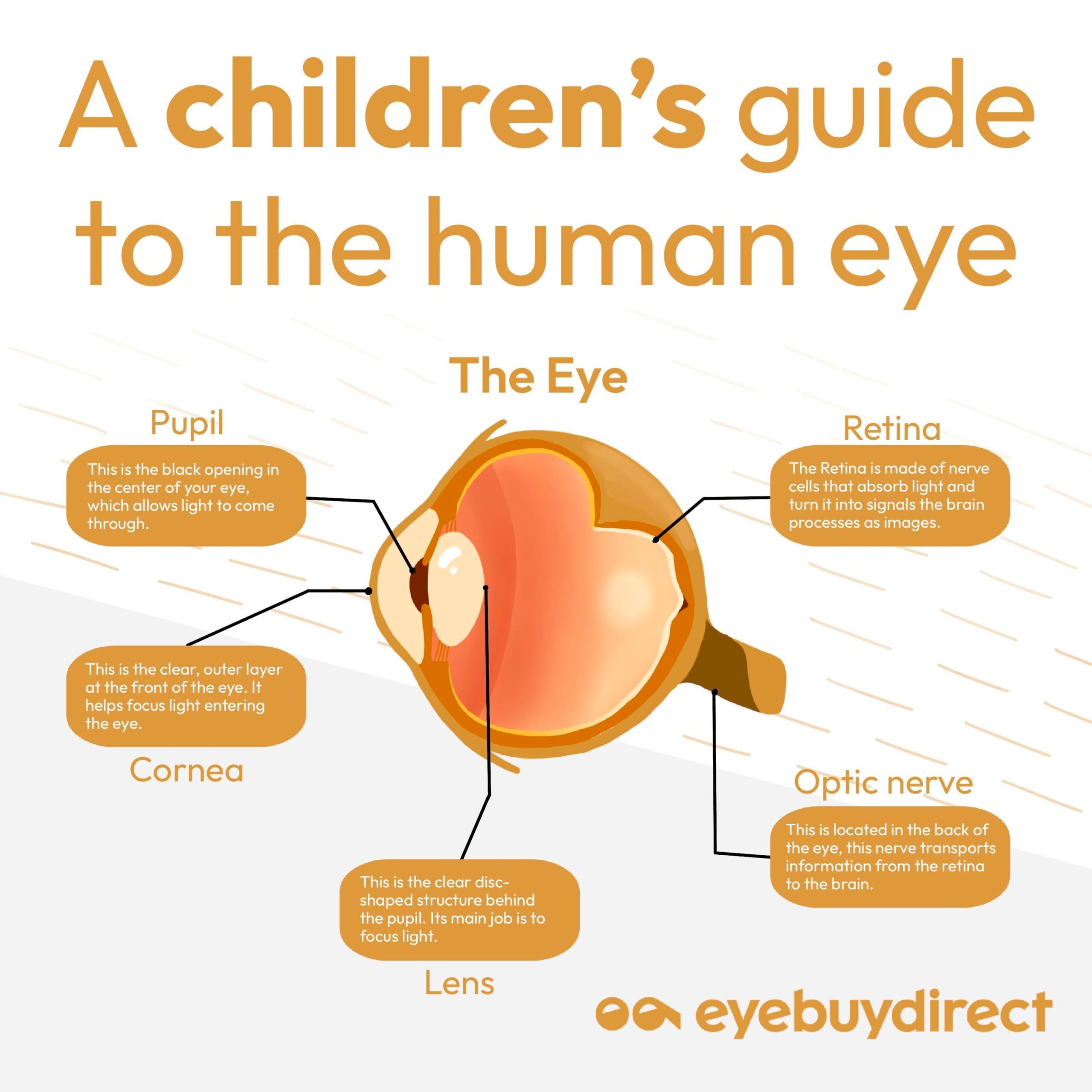 An infographic showing interesting facts about the human eye