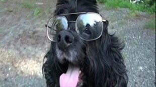 New Glasses for Richard the Dog