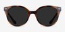 Domino Tortoise PlasticSunglass Frames from EyeBuyDirect, Front View