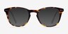 New Day Tortoise AcetateEyeglass Frames from EyeBuyDirect, with Tinted Lenses