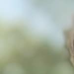 Daniel S. - Black - square - acetate