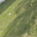 Ashley P. - Matte Burgundy - round - plastic