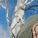 hall.claire90 - Tortoise - rectangle - acetate