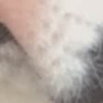 Margaret - Floral - horn - plastic