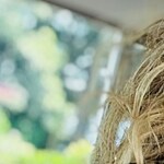 Katherine R. - Light Tortoise - square - acetate